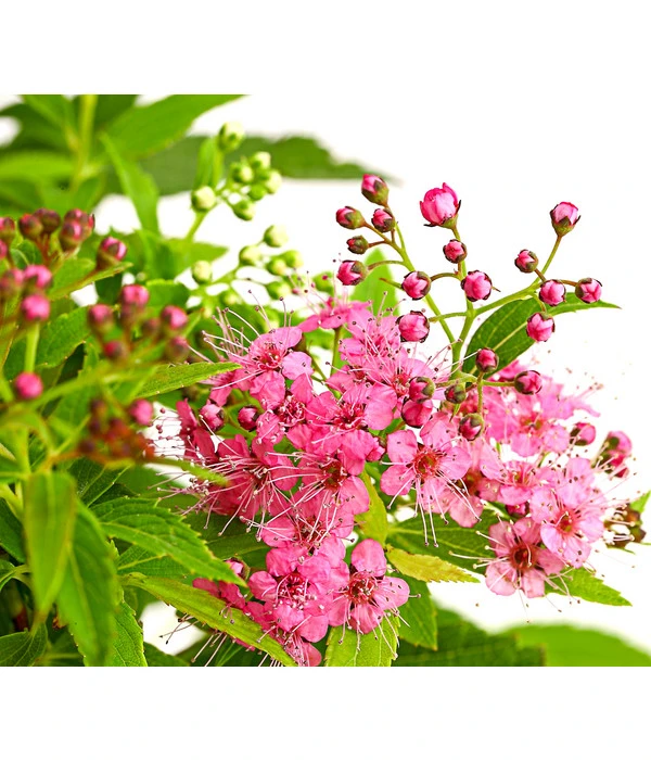 Japanischer Spierstrauch 'Genpei' 3 Japanischer Spierstrauch 'Genpei'