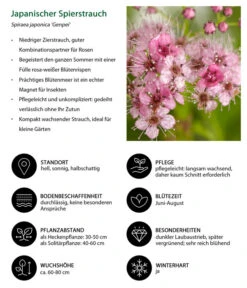 Japanischer Spierstrauch 'Genpei' 7 Japanischer Spierstrauch 'Genpei' -Dehner 7484561 WE IG 001 JapanischerSpierstrauch