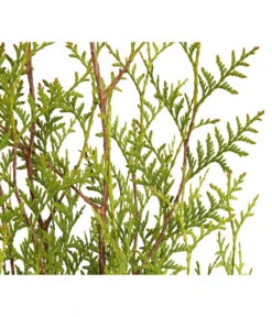 3 Meter Lebensbaum 'Brabant', 6 X Ca. 125-150 Cm 7 3 Meter Lebensbaum 'Brabant', 6 X Ca. 125-150 Cm -Dehner 7511009 WE DE 001 LebensbaumThujaOccidentalisBrabant3L 1