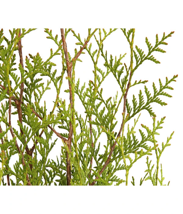 3 Meter Lebensbaum 'Brabant', 6 X Ca. 125-150 Cm 5 3 Meter Lebensbaum 'Brabant', 6 X Ca. 125-150 Cm – Bild 3