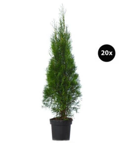 7 Meter Lebensbaum 'Smaragd', 20 X Ca. 100-125 Cm