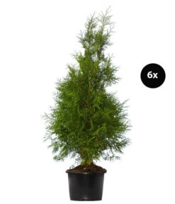 3 Meter Lebensbaum 'Brabant', 6 X Ca. 125-150 Cm