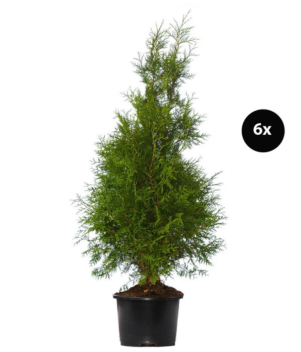 3 Meter Lebensbaum 'Brabant', 6 X Ca. 125-150 Cm 3 3 Meter Lebensbaum 'Brabant', 6 X Ca. 125-150 Cm