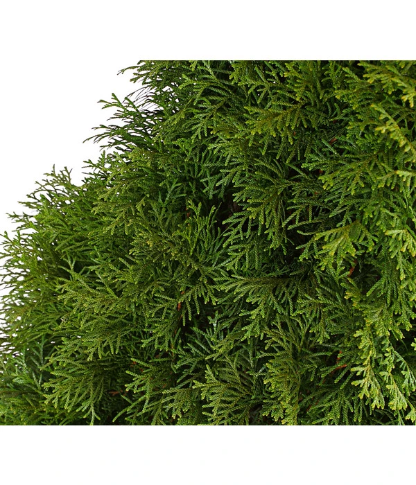 7 Meter Lebensbaum 'Smaragd', 14 X Ca. 125-150 Cm 7 7 Meter Lebensbaum 'Smaragd', 14 X Ca. 125-150 Cm – Bild 5