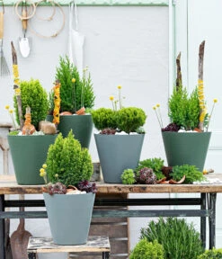 Trommelschlägel 'Golf Beauty' 14 Trommelschlägel 'Golf Beauty' -Dehner 7517402 WE MO 001 Koniferen