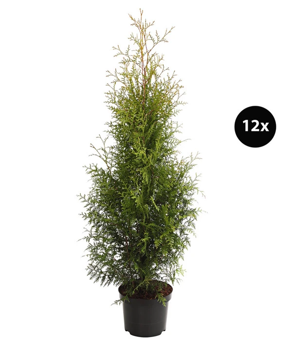 7 Meter Lebensbaum 'Brabant', 12 X Ca. 140-160 Cm 3 7 Meter Lebensbaum 'Brabant', 12 X Ca. 140-160 Cm