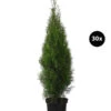 12 Meter Lebensbaum 'Smaragd', 30 X Ca. 100-125 Cm -Dehner 7517600 WE FS 002 ThujaSmaragd30x10L