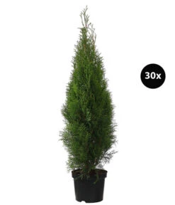 12 Meter Lebensbaum 'Smaragd', 30 X Ca. 100-125 Cm
