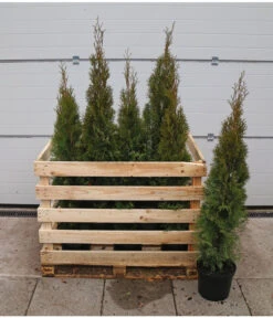 12 Meter Lebensbaum 'Smaragd', 30 X Ca. 100-125 Cm -Dehner 7517600 WE FS 002 ThujaSmaragdC10