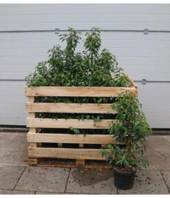 15 Meter Portugiesischer Kirschlorbeer 'Angustifolia', 40 X Ca. 80-100 Cm -Dehner 7517626 WE FS 002 PrunuslusitanicaC7 5