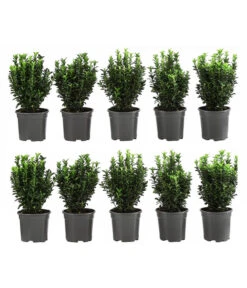 2 Meter Säulen-Spindelstrauch 'Green Rocket', 10 X Ca. 25 Cm