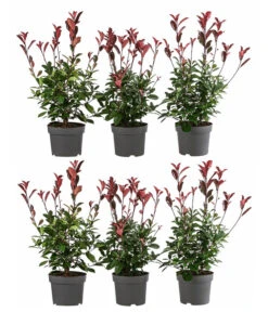 2 Meter Purpur-Glanzmispel 'Red Robin', 6 X Ca. 60 Cm