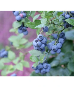 Heidelbeere 'Hardyblue'