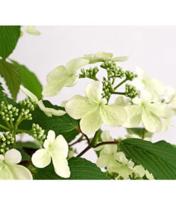 Japanischer Schneeball 'Kilimandjaro' -Dehner 7533458 WE DE 001 ViburnumPlicatumImmergruenerSchneeballKilimandjaro3LDehnerExpressHerzig