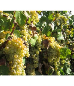 Dehner Gourmet Garten Tafeltraube 'Palatina' -Dehner 7540099 WE MO 001 GGWeinPalatinaPixabay