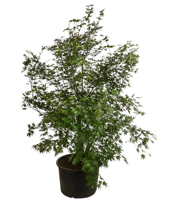 XXL Fächerahorn, Ca. 190-210 Cm 3 XXL Fächerahorn, Ca. 190-210 Cm