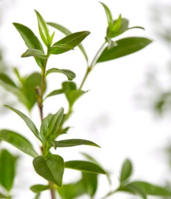 25 Meter Gemeiner Liguster, 100 X Ca. 60-100 Cm 7 25 Meter Gemeiner Liguster, 100 X Ca. 60-100 Cm -Dehner 7548373 7548373 7548399 7548407 7548415 7548423 WE DE 001 GemeinerLiguster 1