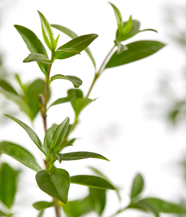 25 Meter Gemeiner Liguster, 100 X Ca. 60-100 Cm 5 25 Meter Gemeiner Liguster, 100 X Ca. 60-100 Cm – Bild 3