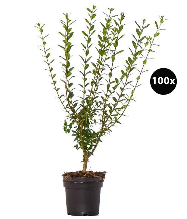 25 Meter Gemeiner Liguster, 100 X Ca. 60-100 Cm 3 25 Meter Gemeiner Liguster, 100 X Ca. 60-100 Cm