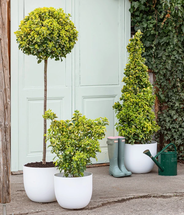 Japanischer Spindelstrauch 'Elegantissima Aurea', Ca. 130-150 Cm 4 Japanischer Spindelstrauch 'Elegantissima Aurea', Ca. 130-150 Cm – Bild 2