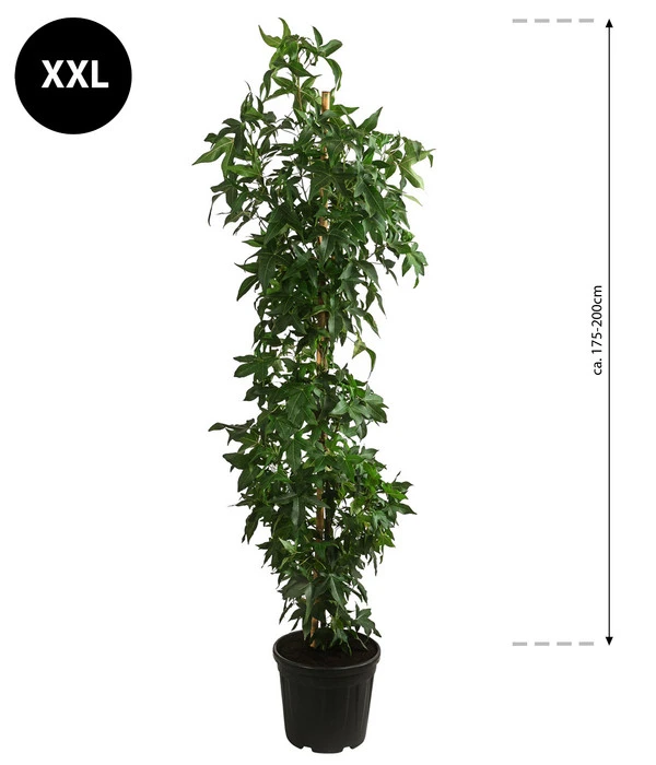 XXL Amberbaum, Ca. 175-200 Cm 4 XXL Amberbaum, Ca. 175-200 Cm – Bild 2