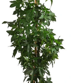 XXL Amberbaum, Ca. 175-200 Cm 7 XXL Amberbaum, Ca. 175-200 Cm -Dehner 7550668 WE DE 002 LiquidambarStyracifluaAmberbaumXXL