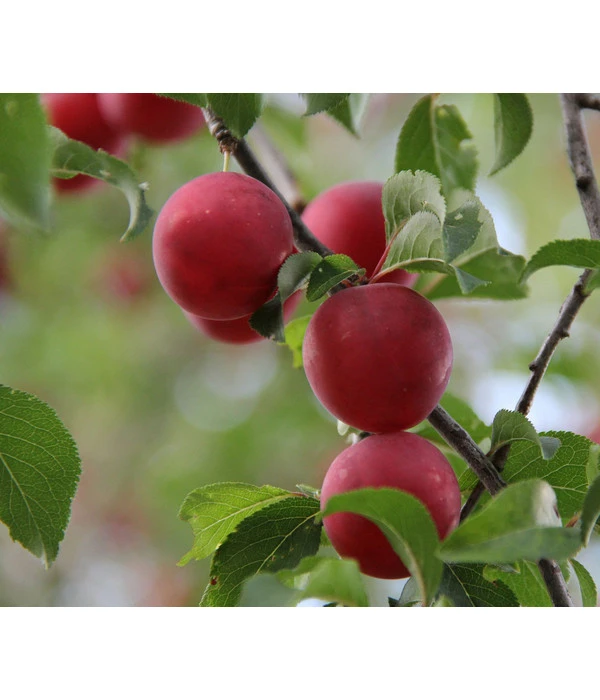 Aprikosen-Kirsche 'Aprikyra®' 3 Aprikosen-Kirsche 'Aprikyra®'