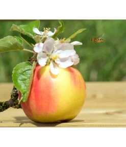 Zwergapfel 'Galina' -Dehner 7604697 WE MO 002 ApfelGalinaZwergPixabay