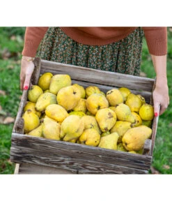 Apfelquitte -Dehner 7604978 WE MO 001 Quittenkorb