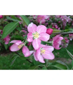 Rotfleischiger Apfel 'Baya Marisa' 9 Rotfleischiger Apfel 'Baya Marisa' -Dehner 7610488 PR DE 001 MalusApfelRotfleischigBluetePixabay