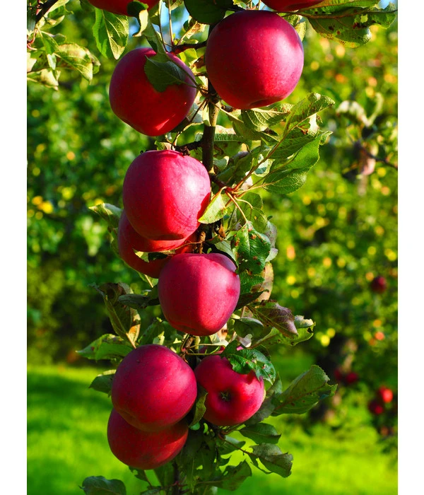 Rotfleischiger Apfel 'Baya Marisa' 4 Rotfleischiger Apfel 'Baya Marisa' – Bild 2