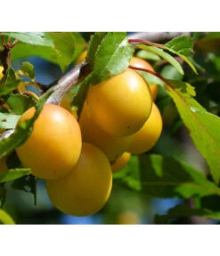 Dehner Mirabelle 'Bellamira'