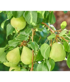 Zwergbirne 'Luisa' -Dehner 7611999 WE DE 003 PyrusZwergbirneBirnePixabay