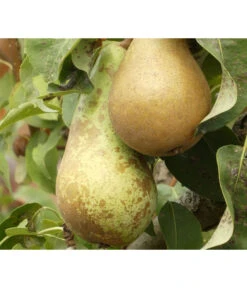 Bio Herbstbirne 'Conference'