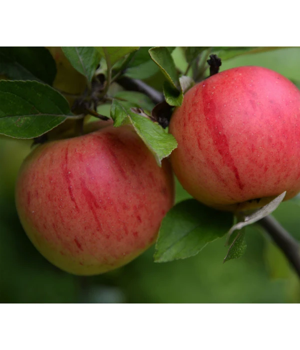 Bio Winterapfel 'Benoni' 3 Bio Winterapfel 'Benoni'