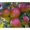 Herbstapfel 'Braeburn' -Dehner 7618531 WE DE 001 ApfelbaumMalusBraeburnApfel