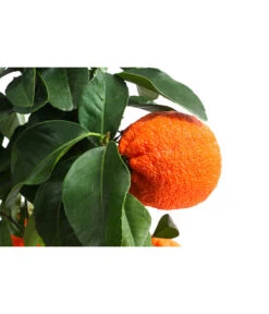 Rangpur-Limette 'Lima Rossa' 11 Rangpur-Limette 'Lima Rossa' -Dehner 7622616 WE DE 001 CitrusLimaRossaSuesseLimette