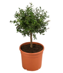 Dehner Gourmet Garten Fingerlimette