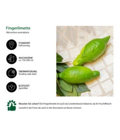 Dehner Gourmet Garten Fingerlimette -Dehner 7622830 WE IG 002 FingerlimetteLimettenkaviar