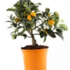 Kumquat -Dehner 7623010 PR FS 002 CitrusKumquatT13Allgreen