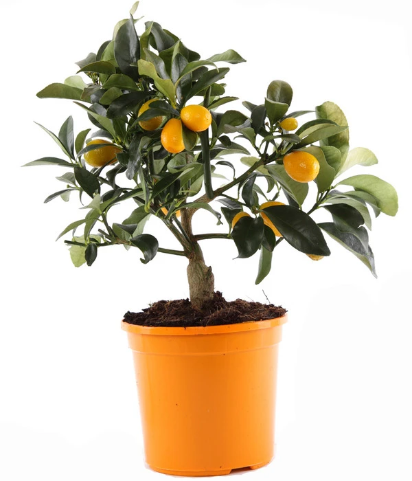 Kumquat 3 Kumquat