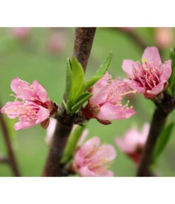 Nektarine 'Crimson Gold' -Dehner 7626005 PR DE 002 PrunusNektarineCrimsonGoldBluetePixabay