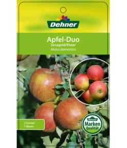 Apfel-Duo 'Jonagold'/'Elstar' 10 Apfel-Duo 'Jonagold'/'Elstar' -Dehner 7639248 Apfel DuoJonagoldElstar Etikett 1