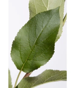 Apfel-Duo 'Jonagold'/'Elstar' 9 Apfel-Duo 'Jonagold'/'Elstar' -Dehner 7639248 PR DE 001 ApfelElstarJonagoldDuoMalus95LiterDehnerExpressZS