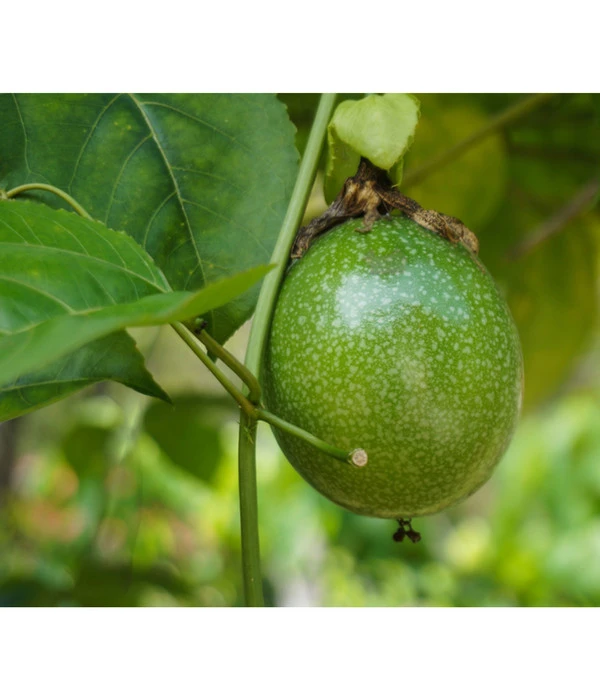 Passionsfrucht 5 Passionsfrucht – Bild 3