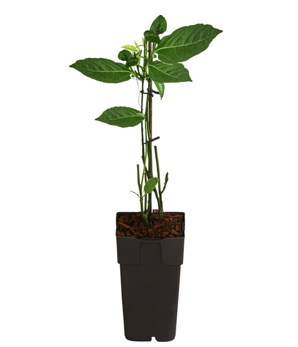 Passionsfrucht 4 Passionsfrucht – Bild 2