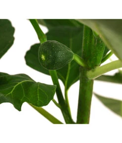 Feige 'Jannot' 9 Feige 'Jannot' -Dehner 7642929 WE DE 002 FicusFeigeJannot