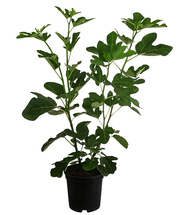 Feige 'Jannot' 4 Feige 'Jannot' – Bild 2