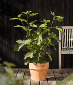 Feige 'Jannot' 8 Feige 'Jannot' -Dehner 7642929 WE MO 001 FicusFeigeJannotDehnerObstkonzept