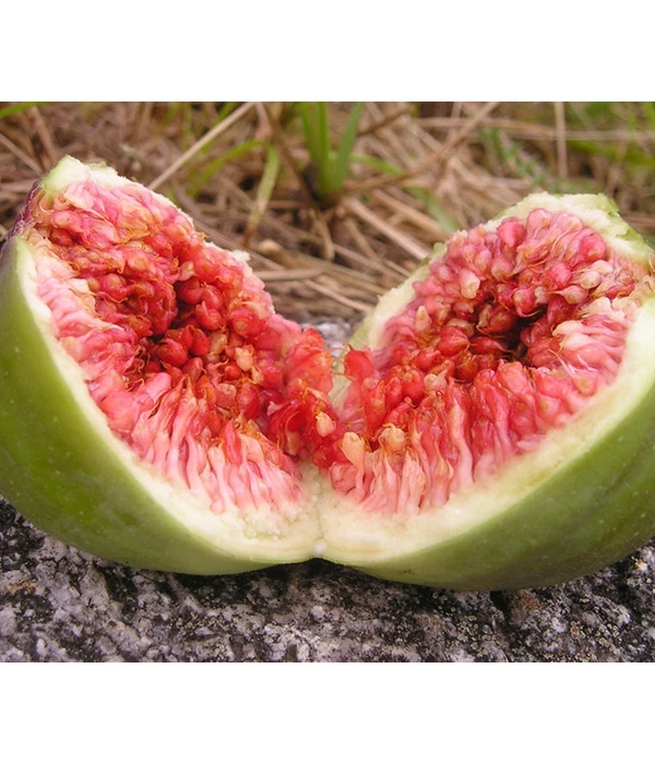 Feige 'Jannot' 3 Feige 'Jannot'